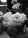 IMGP0046-copy_filtered.jpg