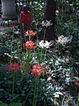 IMGP0455c.jpg