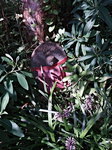 IMGP0460.jpg