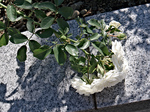 IMGP0686.jpg