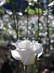 IMGP0772.jpg