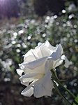IMGP0778.jpg