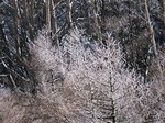 IMG_1276.jpg