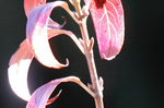 blog_ef70_200f4is3手持ちis.jpg