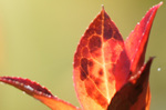 blog_ef70_200f4is5is開放等.jpg