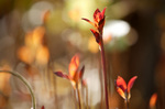 blog_ef70_200f4is5nonis.jpg