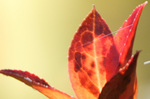 blog_ef70_200f4is5nonis開放.jpg