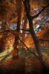 blog_shinrin_hdr1.jpg